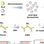 Nano Today | 温州医科大学王周光等团队研究发现多模态生物材料递 H₂S/bFGF治脊髓损伤