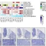 Adv Sci丨上海交通大学李江等团队研究为ICB治疗前用CDK4/6i的临床模式提供了全面机制依据