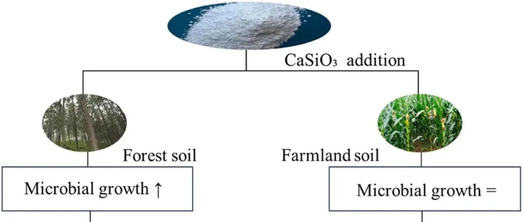 土壤MAOC形成丨SOIL BIOL BIOCHEM：两种土壤中添加粉末状硅灰石后矿质相关有机碳形成过程相似但效率存在差异