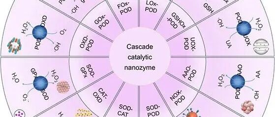 【ACS Appl.Mater.Interfaces】级联催化纳米酶：设计、分类和生物医学应用