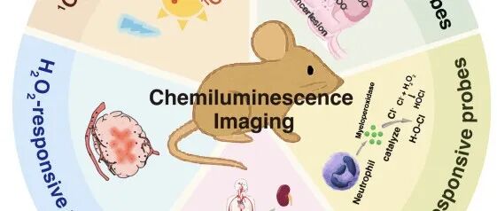 李振教授团队Chem. Biomed. Imaging | 基于小分子的活性氧/氮化学发光探针最近进展