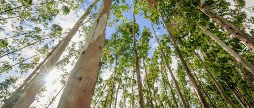 AGEE|中南林业科技大学水土保持学院在桉树土壤微生物关键种驱动土壤多功能性领域取得进展