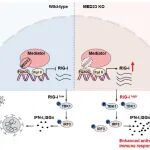 PLOS Biology | 复旦大学王纲团队发现转录中介体MED23亚基调控抗病毒天然免疫应答的功能与机制