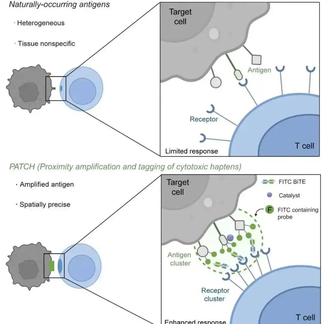 Nature | 中国科学院韩硕组开发基于邻近标记的抗原扩增技术