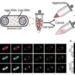 Nat Microbiol | 武汉大学普颖颖团队联合合作者揭示应激颗粒保护mRNA的分子机制