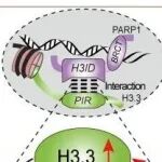 Cancer Res | 香港中文大学林文楚等团队研究揭示了染色质相关PARP1和H3.3的新型蛋白水解调控机制