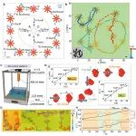 中国科大彭晨晖教授、蒋景华研究员/北京大学冯帆教授 AFM：实现水下仿生多模态拓扑液晶凝胶剪纸
