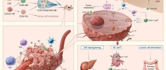 《Bioactive Materials》：结直肠癌肝转移能否逆转？铁死亡+CAF重编程双靶点联合出击！