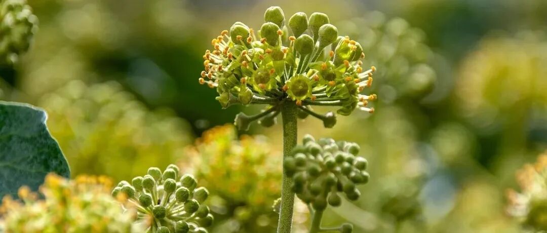 JIPB | 植物代谢物的生物合成与代谢组学