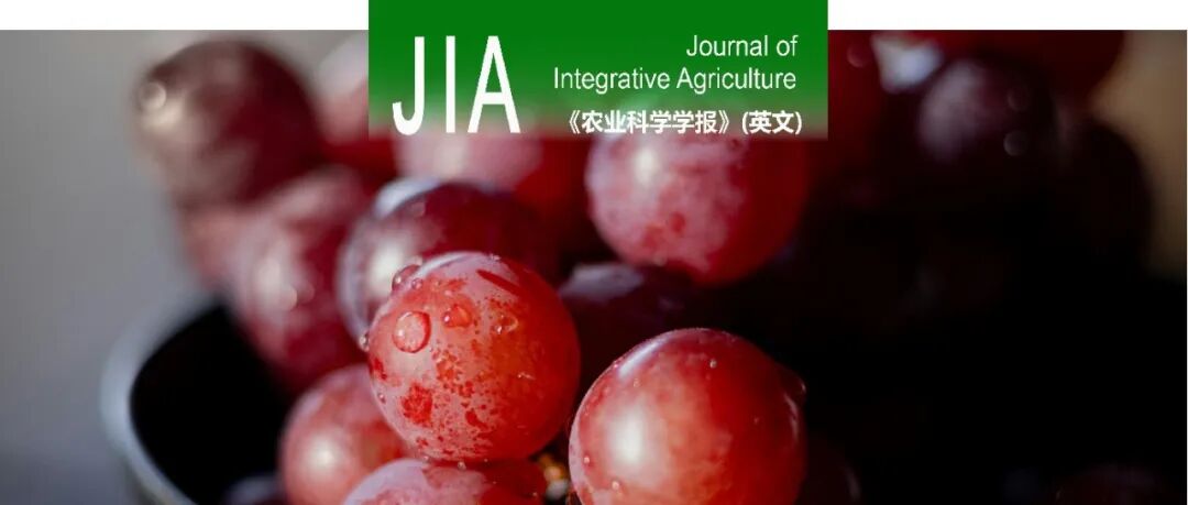 JIA | 西北农林科技大学葡萄酒学院房玉林教授团队揭示了microRNAs介导的葡萄采后衰老调控网络