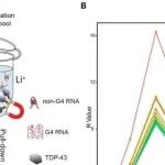 NAR | 香港城市大学郭骏杰等团队研究发现TDP-43 与 RNA G-四链体结构结合并调节 mRNA 稳定性和翻译
