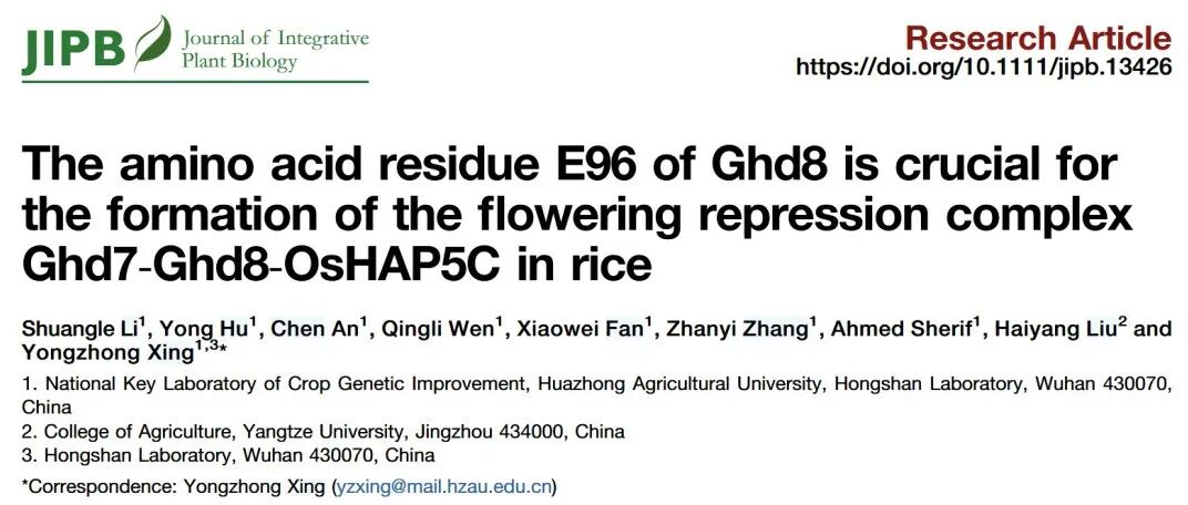文献分享 | 水稻Ghd8的氨基酸残基E96对于形成开花抑制复合物Ghd7‐Ghd8‐OsHAP5C至关重要