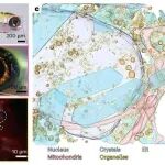 Nat. Chem. Biol. | pH变化诱使虹膜体内鸟嘌呤晶体形成