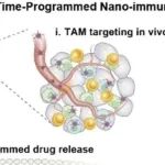 Nano Today | 上海中医药大学邓洪平等团队研究发现巨噬细胞靶向多糖纳米调节剂治癌症