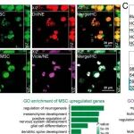PNAS | 重庆大学王亚洲/尹铁英受杂交瘤启发的策略为精确治疗量身定制多功能外泌体