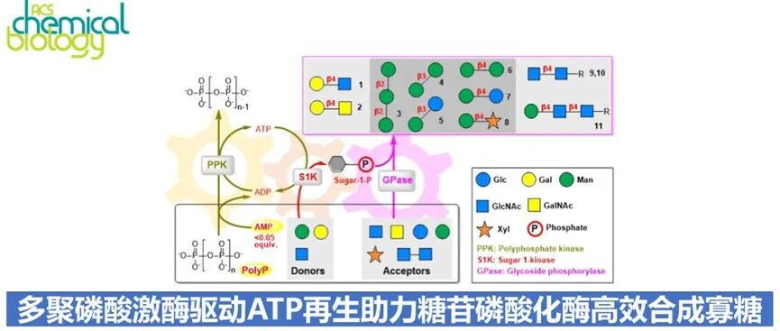 ACS Chem. Biol. | 多聚磷酸激酶驱动ATP再生助力糖苷磷酸化酶高效合成寡糖