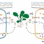 华中农大植物营养生物学团队解析油菜耐酸性土壤铝毒的生理机制