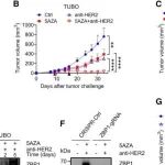 Cell Reports | 上海交通大学邓刘福/路璐研究发现ZBP1通路在抗HER2治疗和表观遗传治疗中促进肿瘤免疫原性