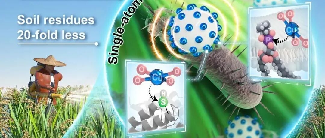 【转载】Science Bulletin | 中科大吴宇恩、陈控等在单原子材料促进农业可持续发展方面取得重大突破