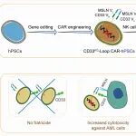 J. ImmunoTher. Cancer&#160;| 中科院王金勇开发出针对急性髓系白血病精准靶向治疗新型Loop CAR-NK细胞
