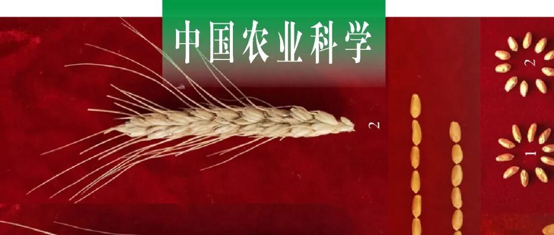 中国农业科学｜山西农业大学张晓军课题组：兼抗白粉病和条锈病的小麦-中间偃麦草7JS附加系CH71的分子细胞学鉴定