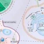 Bioact. Mater丨四川大学龚涛等团队通过将人血清白蛋白与不同链长的脂肪酸结合，设计了一系列纳米乳剂