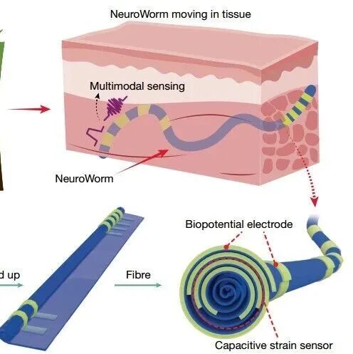 东华科研团队重大成果！Nature发表！