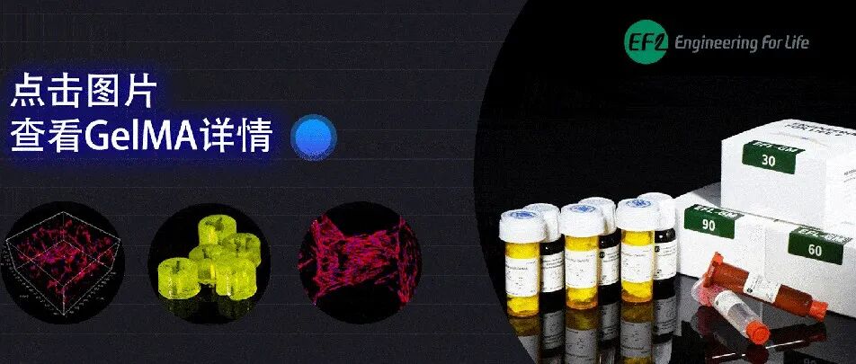 《Materials Today Bio》：如何利用GelMA水凝胶微球促进血管化骨再生
