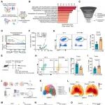 Cancer Cell | 中国医学科学院李贵登课题组揭示D-甘露糖代谢重塑T细胞分化增强抗肿瘤免疫