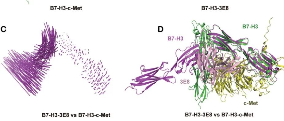 清华大学揭示B7-H3功能受体c-Met及其作用机制