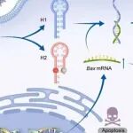 Nano Today | 北京科技大学李正平揭示DNA-MOF混合纳米系统通过凋亡mRNA的扩增成像预测光动力疗法的疗效