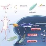 Bioact Mater丨吉林大学张松灵等团队研究发现葡萄糖失衡会同时促进二硫键死亡、杯状死亡和铁死亡