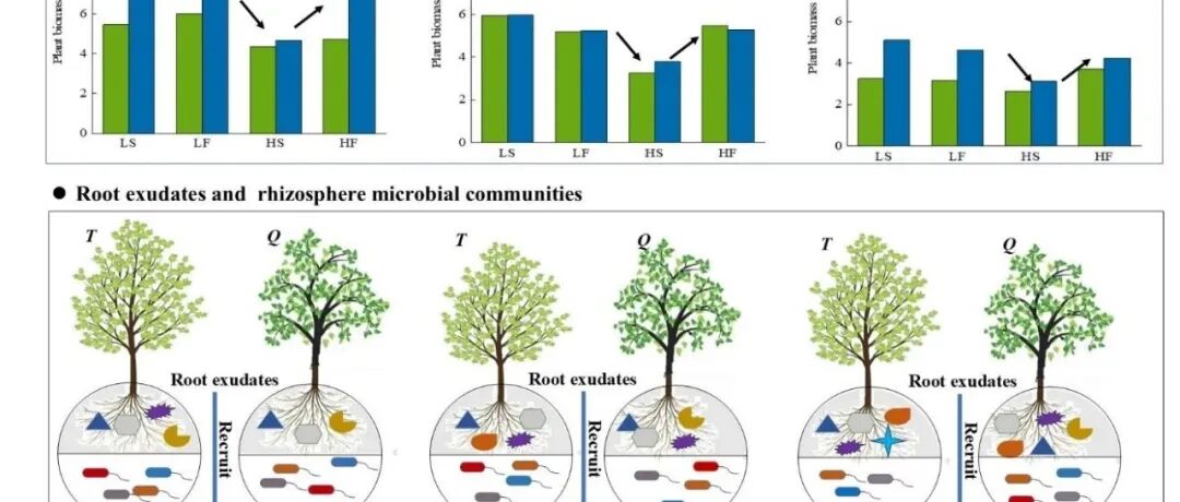 沈阳生态所王庆伟研究员团队在温带森林根系分泌物-微生物互作机制研究中取得新进展