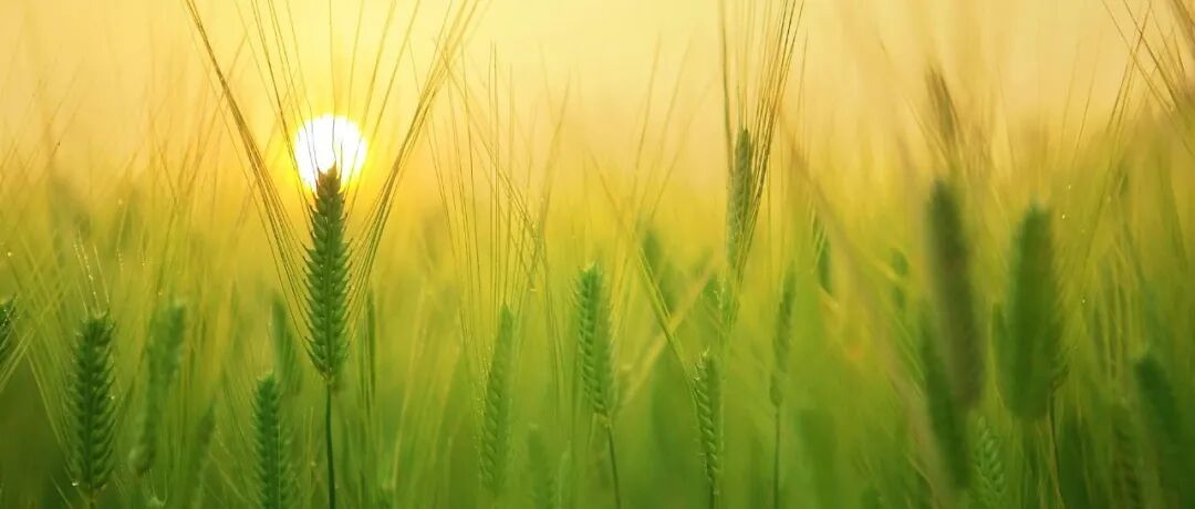 东北农业大学最新研究成果登上Cell头条