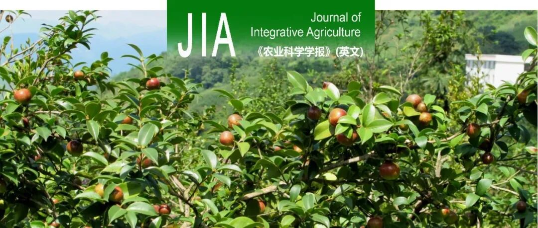 JIA | 北京林业大学林学院张凌云教授团队油茶蔗糖转运蛋白的生物学功能研究