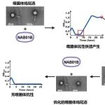 eBioMedicin：理性设计噬菌体鸡尾酒的标准化制剂，开展精准、高效的下一代噬菌体疗法