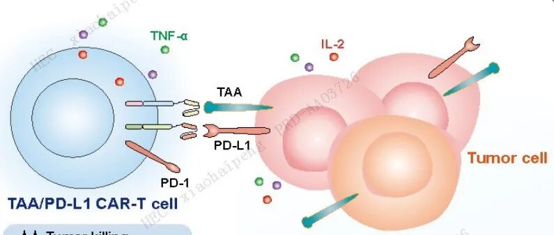 华西医院开发VEGFR1/PD-L1双靶CAR-T细胞疗法