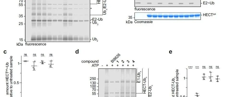 Nat. Commun. | 泛素连接酶HUWE1选择性泛素化药物小分子