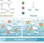 Bioact Mater丨中南大学艾可龙/黄琼研究发现钼桥接内外源性抗氧化剂协同作用通过线粒体稳态重建逆转急性肾损伤