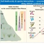 Catena | 成都生物所尹春英团队在高寒草地生态系统多功能性研究中取得进展