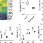 Cell Reports | 清华大学尹航研究发现T细胞内在的cGAS-CTCF调节维持调节性T细胞的发育和功能
