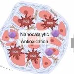 Nano Today | 中国科学院施剑林/杨博文研究发现纳米催化抗氧化协同作用在心脏损伤中发挥心脏保护和抗纤维化作用