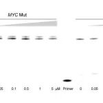 NAR | 中国科学院曹春阳等团队揭示了苯并噻唑衍生物对MYC G-四链体的分子识别及作用