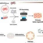 Bioact. Mater丨上海交通大学贺明等团队研究开创首个基于类器官的平台，阐明了多器官衰老机制