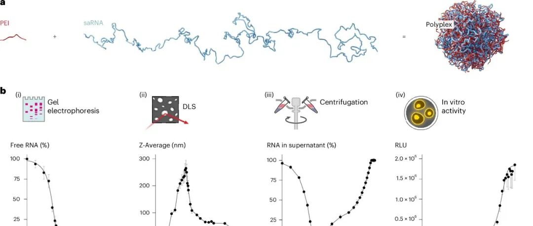 【nature nanotechnology】紧凑型聚乙烯亚胺络合mRNA疫苗
