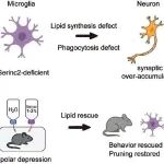 PNAS | 清华大学生命学院姚骏课题组揭示小胶质细胞参与双相抑郁行为发生的机制