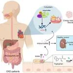 Cell Host Microbe | 南方医科大学周宏伟团队揭示肠道菌群调控硫酸吲哚酚生成进而促进慢性肾病患者心衰发生