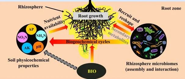 Plant and Soil | 生物有机肥调控根系-根际微生物互作促进酸性红壤土中梨树生长