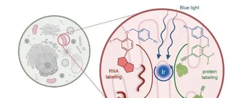 陈鹏-樊新元/刘君合作开发基于生物正交光催化的线粒体同步组学技术