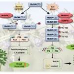Plant Biotech J | 上海交大安渊教授团队揭示紫花苜蓿平衡生长和盐胁迫响应的分子机制